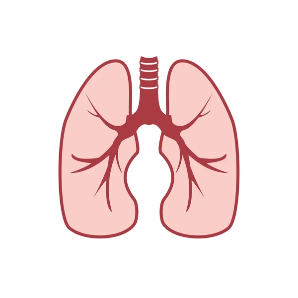 Human lungs vector — Stock Vector