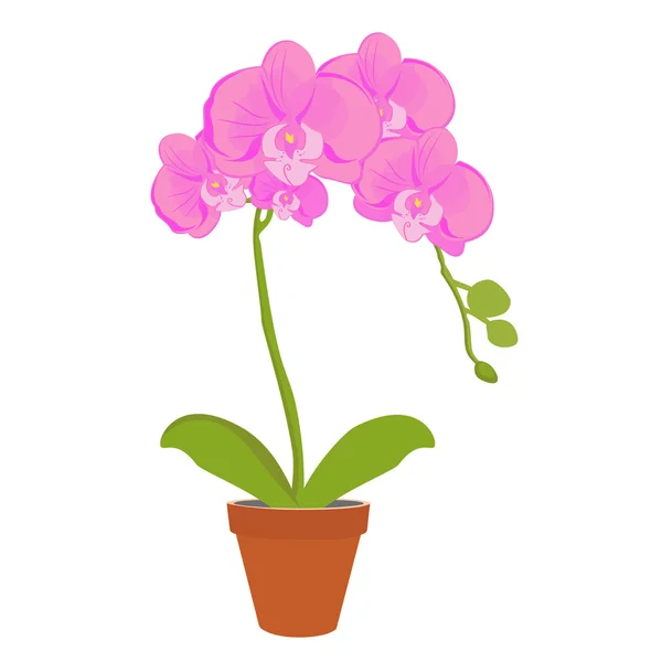 Orchideebloem vector — Stockvector