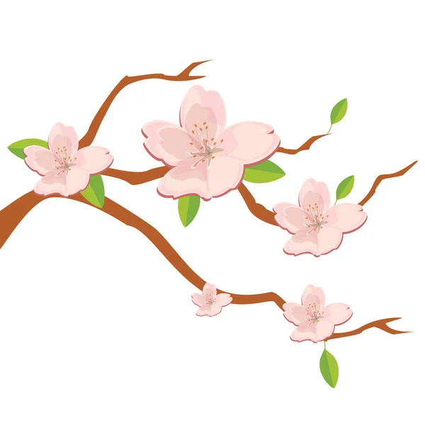 Branch of sakura flowers — Stock Photo, Image