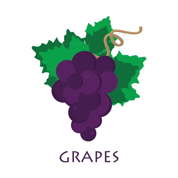 Banche of grape — Stock Photo, Image