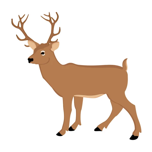 Deer forest animal — Stock Photo, Image