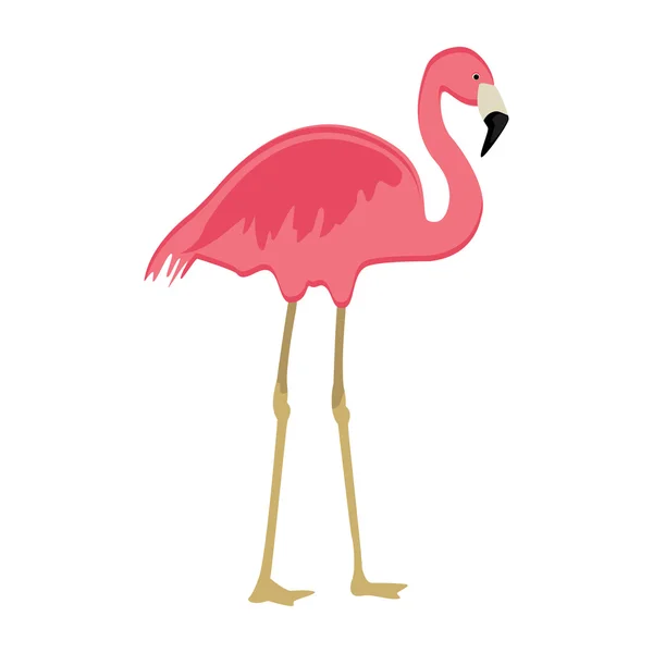 분홍색 타오르는 새 — 스톡 사진