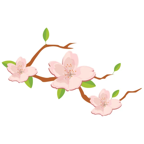 Sakura virágokat ága — Stock Fotó