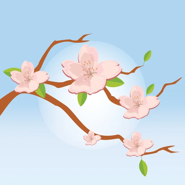 Branche de fleurs de sakura — Photo