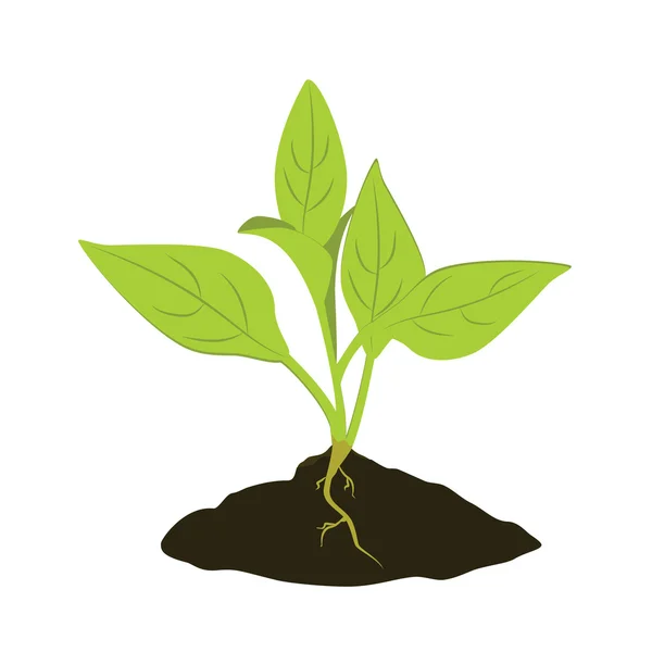 Plant zaailing pictogram — Stockfoto