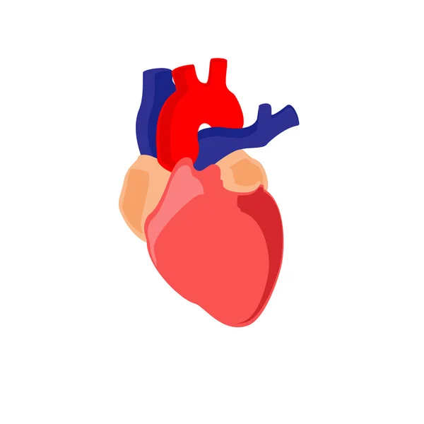 Anatomie lidského srdce — Stock fotografie