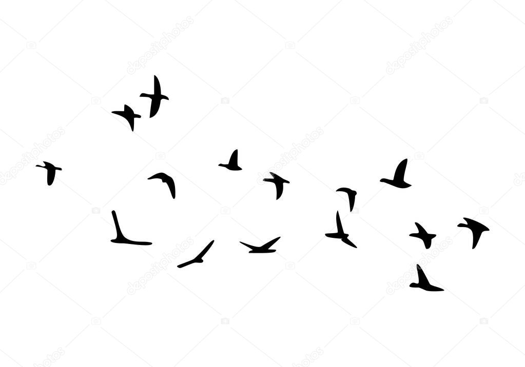 Flock of flying birds isolated on white background. Vector