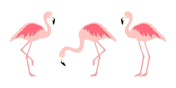 Flamingo Tropical Bird White Background Raster — Stock Photo, Image