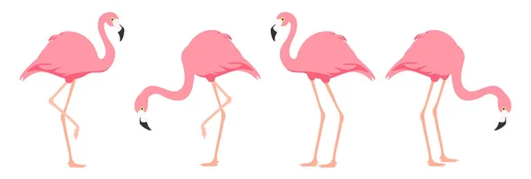 Flamingó Trópusi Madár Rózsaszín Flamingó Vektor — Stock Vector