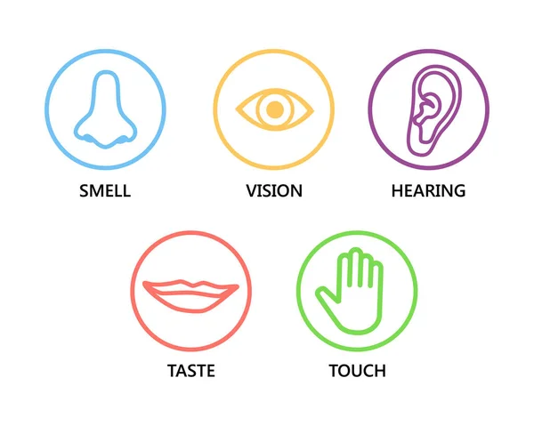 Icon set of five human senses: vision (eye), smell (nose), hearing (ear), touch (hand), taste (mouth ). Simple line icons raster illustration.