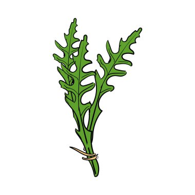 Taze roka, beyaz arka planda izole edilmiş el yapımı bir eskiz. Roket salatası ya da roka. raster