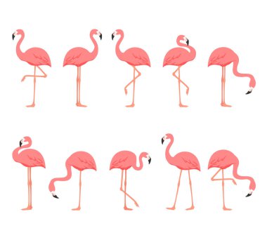 Flamingo kuş seti beyaz arka planda izole edildi. Vektör