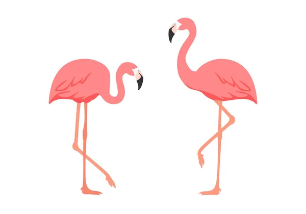 Dwa Różowe Flamingi Wektor Ilustracja Izolowane Białym Tle — Wektor stockowy