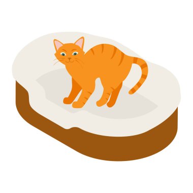 Beyaz arka planda izole edilmiş yumuşak yatak yastığındaki kızıl kedi. Isome Manzarası. raster