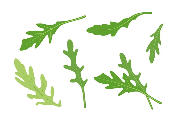 Ruccola Blad Geïsoleerd Witte Achtergrond Enkele Groene Arugula Bladeren Collectie — Stockfoto
