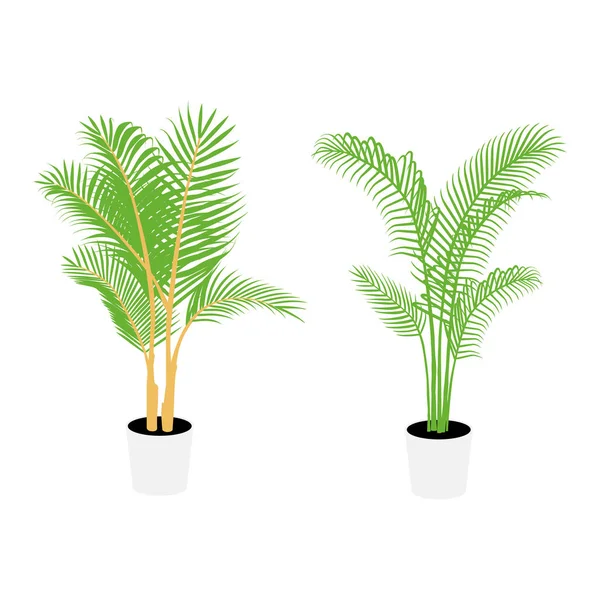 Palmeira Planta Vaso Branco Isolado Sobre Fundo Branco Vetor —  Vetores de Stock