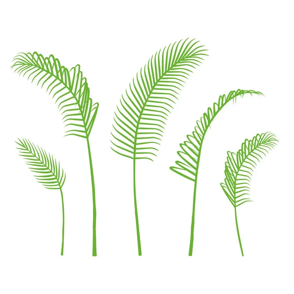 Vector Palmblad Groene Bangalow Palmbladeren Collectie Geïsoleerd Witte Achtergrond — Stockvector