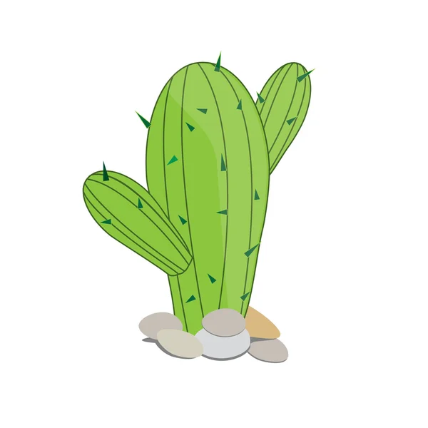 Cactus — Stock Vector