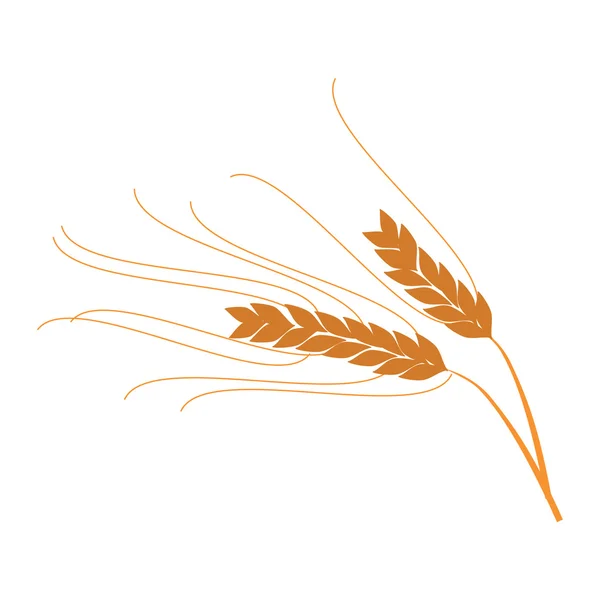 Колосся пшениці — стоковий вектор