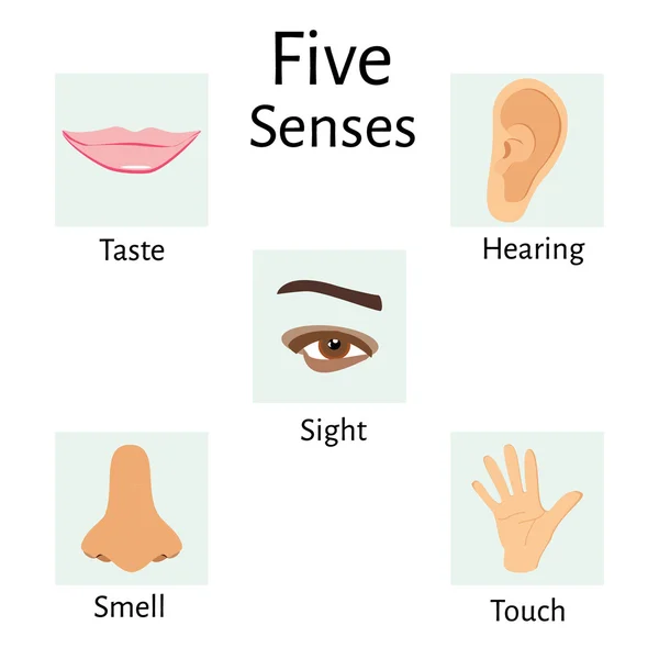 Five senses illustration — Stock Vector