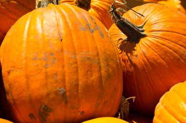 taze kabak yama--dan aldım