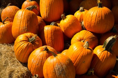 taze kabak yama--dan aldım