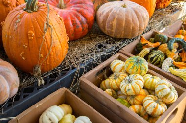 kabaklar ve su kabakları taze çiftlikten aldım