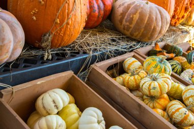 kabaklar ve su kabakları taze çiftlikten aldım