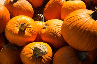 taze kabak yama--dan aldım