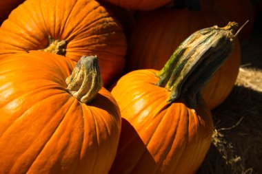 taze kabak yama--dan aldım