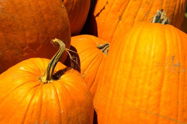 taze kabak yama--dan aldım