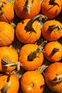 taze kabak yama--dan aldım