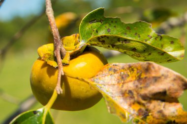 bir ağaçta Olgun Asya Trabzon hurması