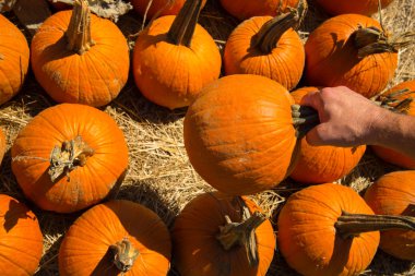 taze kabak yama--dan aldım