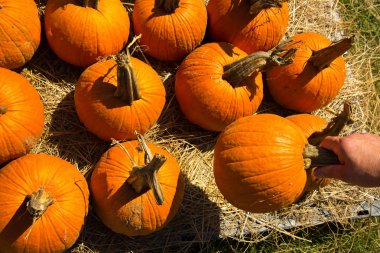 taze kabak yama--dan aldım