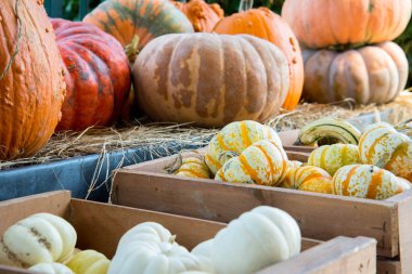 kabaklar ve su kabakları taze çiftlikten aldım