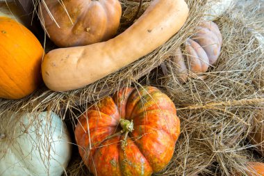 kabaklar ve su kabakları taze çiftlikten aldım