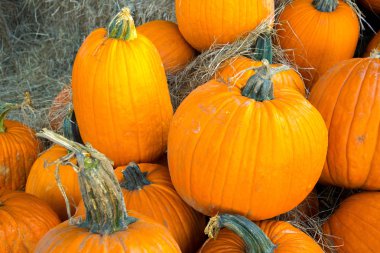 taze kabak yama--dan aldım