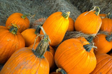 taze kabak yama--dan aldım