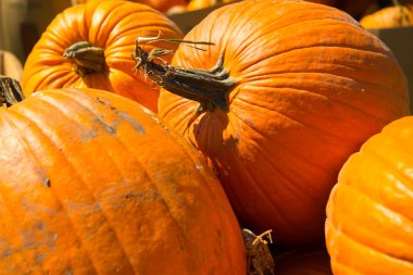 taze kabak yama--dan aldım