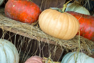 kabaklar ve su kabakları taze çiftlikten aldım