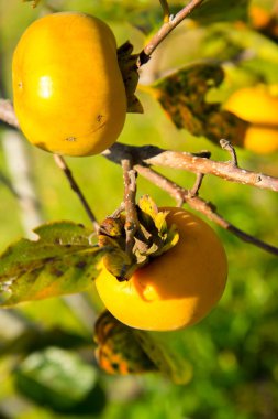 bir ağaçta Olgun Asya Trabzon hurması