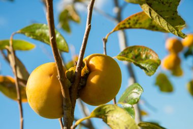 bir ağaçta Olgun Asya Trabzon hurması