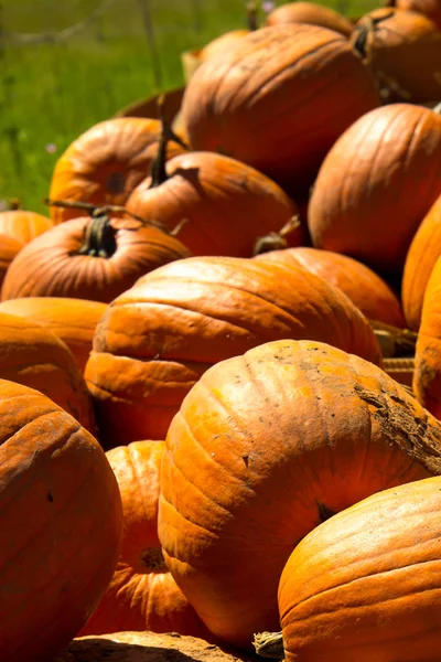 Zucche appena raccolte dal cerotto — Foto Stock