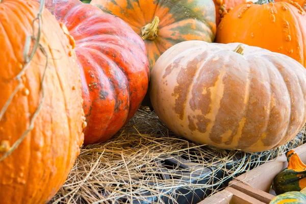 Calabazas frescas recogidas del parche —  Fotos de Stock