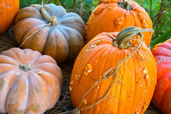 Pumpor och kalebasser färska plockade från gården — Stockfoto