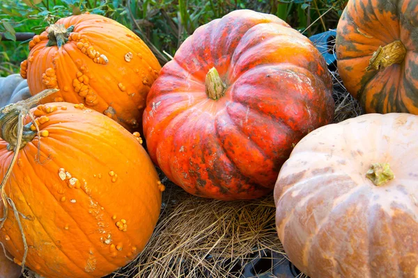 Citrouilles et gourdes fraîches cueillies à la ferme — Photo