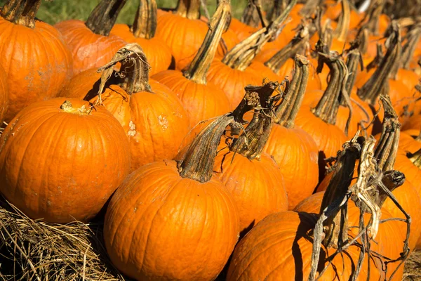 Pompoenen vers geplukt van de patch — Stockfoto