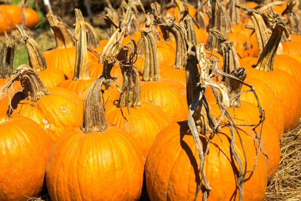 Pompoenen vers geplukt van de patch — Stockfoto