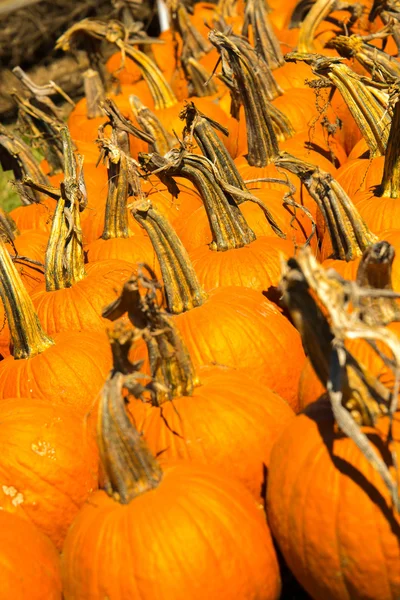 Calabazas frescas recogidas del parche — Foto de Stock